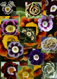 Primula Auricula Collage - Abriachan Nurseries